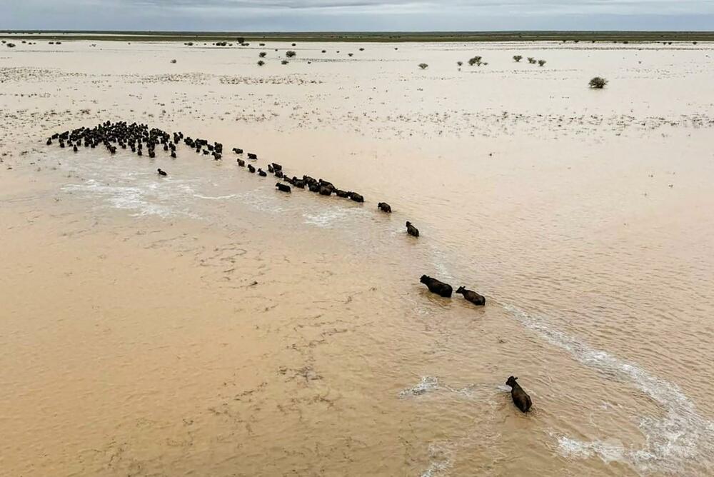 豪内陸部で洪水、家畜1.6万頭に被害 首相が現地視察 写真4枚 国際
