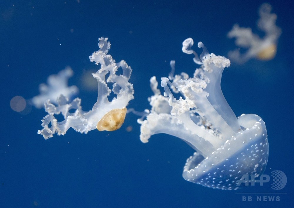 クラゲは引く力で前進 進化の前提覆す 米研究 写真1枚 国際ニュース Afpbb News
