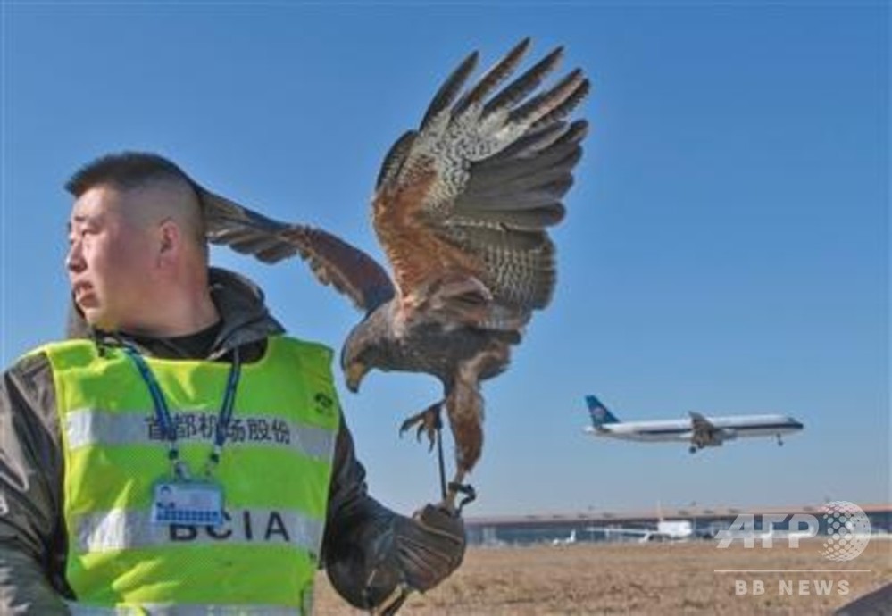 飛行機を守る 専門家 タカとハヤブサが活躍 中国 首都空港 写真3枚 国際ニュース Afpbb News