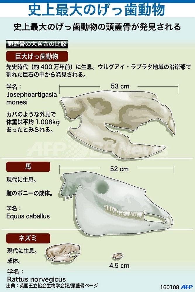 図解】史上最大のげっ歯動物の頭蓋骨 写真1枚 国際ニュース:AFPBB News 図解】史上最大のげっ歯動物の頭蓋骨 写真1枚 国際ニュース:AFPBB News