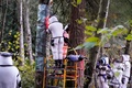 米ワシントン州ブレインでオオスズメバチの巣を駆除する当局職員ら（2020年10月24日撮影）。(c)Elaine Thompson / POOL / AFP