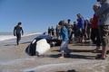 アルゼンチン・ブエノスアイレス州マルチキータの海岸に打ち上げられたシャチを取り囲む人々（2019年9月16日撮影）。(c)Mara Sosti / AFP