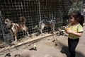 イラクの首都バグダッド（Baghdad）で、イヌのほか、クマ、ライオン、ワニ、サル、コンドル、オオカミ、クジャク、ヒヒ、ダチョウ、アナグマ、ヤマアラシなどを取り扱うペット店が、動物園の代わりとして人気を博している。来店者は1日あたり400人。ペットを買うのではなく、ただ見に来ている人が多いという。ペット店店主のSabah Alazawi氏によれば、次はハイエナを入荷する予定。

写真は、ペット店で販売されるオオカミを眺める少女2010年6月28日撮影）。(c)AFP/ALI AL-SAADI