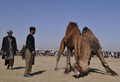 アフガニスタン北部のマザリシャリフ（Mazar-i Sharif）で22日、ウシではなくヒツジやラクダを闘わせる催しが開かれた。

　アフガニスタン暦で元日にあたる21日からマザリシャリフで開催されている祝祭には、アフガニスタン全土から大勢の人びとが集まっている。闘牛ならぬ「闘羊」や「闘ラクダ」も、新年の訪れを祝う伝統行事の1つだ。

　春分の日の21日を新年の祭日とするノールーズは、トルコやイラン、イラク、中央アジアやアゼルバイジャンなど、世界各地で幅広く祝われている（2011年3月22日撮影）。(c)AFP/Massoud HOSSAINI 

&lt;a href=&quot;http://www.youtube.com/user/afpbbnews#p/a/u/3/34LbTaHRgvQ&quot; target=&quot;_blank&quot;&gt;&lt;b&gt;【動画】「闘ラクダ」の映像（YouTube/AFPBB News公式チャンネル）&lt;/b&gt;&lt;/a&gt;