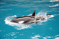 仏アンティーブ（Antibes）の水族館「マリーンランド（Marineland）」のプールで、生まれたばかりのシャチの赤ちゃんと泳ぐ母シャチ（2011年3月16日撮影）。(c)AFP/MARINELAND/CHRISTIAN GUENANFF