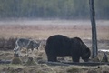 フィンランドで撮影されたヒグマとオオカミ（2022年5月16日撮影、資料写真）。(c)Olivier MORIN / AFP