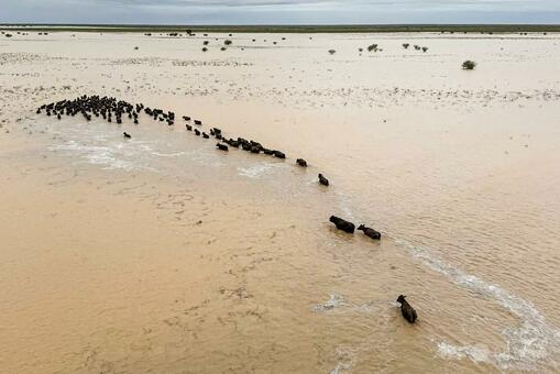 豪内陸部で洪水、家畜1.6万頭に被害 首相が現地視察 写真4枚 国際