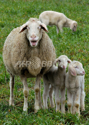 イースターを象徴する子羊 写真6枚 国際ニュース：AFPBB News