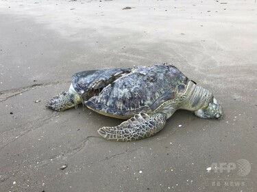 希少カメの死骸発見、スクリューで甲羅割れたか シンガポール 写真6枚