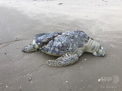 希少カメの死骸発見、スクリューで甲羅割れたか シンガポール 写真6枚