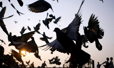 刑務所に携帯電話を運ぶ伝書鳩、ブラジル