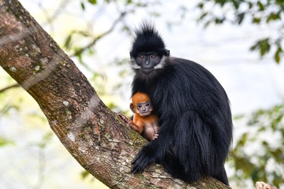 【写真特集】国家1級保護動物フランソワルトン、うれしい生息数増 中国