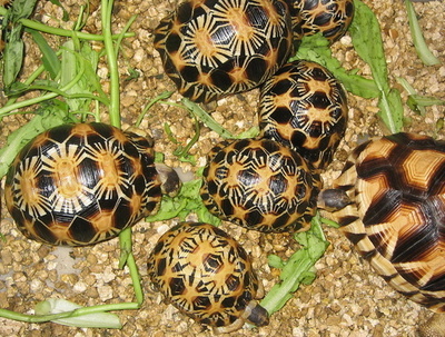 絶滅危惧種のカメ423匹、空港の手荷物から発見 タイ