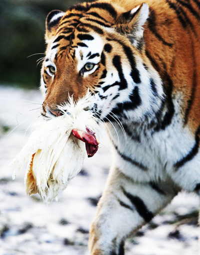 動物たちにもクリスマスプレゼント、オランダ