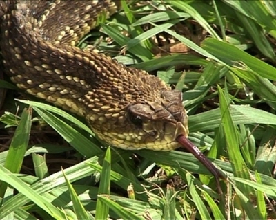 【動画】リオデジャネイロに毒ヘビ出没、その原因とは？