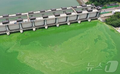 極端な猛暑で湖に広がる深刻なアオコ…韓国・首都圏の水源にも危機