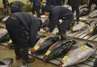 築地で初競り、クロマグロに最高値の1億5540万円