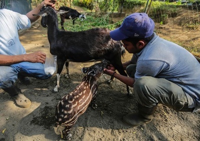 バクの赤ちゃん、ヤギが授乳 ニカラグア動物園