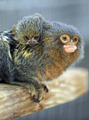 脊髄損傷の小型サル、iPS細胞で歩けるように 慶応大