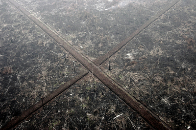 グリーンピースがインドネシア森林伐採の航空写真を公開
