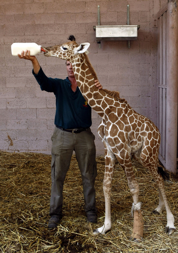 生後8日の赤ちゃんキリンをお披露目、イスラエル