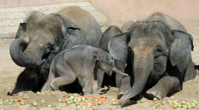 「歩けるよ、すごいでしょ！」生後5日の子ゾウ、ドイツ