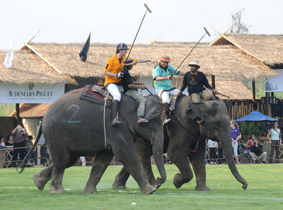 タイでゾウのポロ大会、28頭による熱い戦い