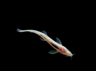 中国長江の支流でドウクツギョの新種を発見