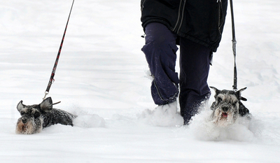 今日の散歩は雪の中、ベラルーシ・ミンスク