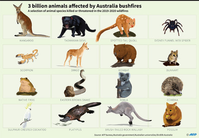 豪の森林火災で30億匹の動物が被害に、現代史上で最悪規模 調査