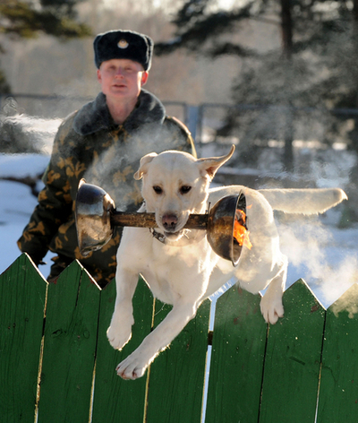 燃える炎もへっちゃら、軍用犬の訓練 ベラルーシ