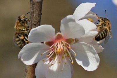 アーモンドの花が満開、蜜蜂も大忙し チェコ