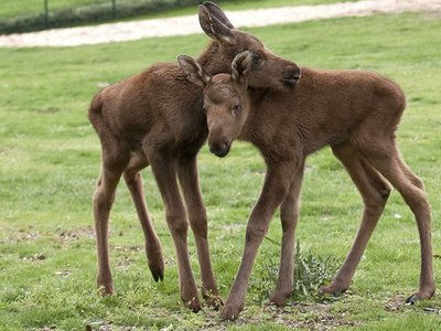 ヘラジカの赤ちゃん、生後3日でも歩けます ドイツ