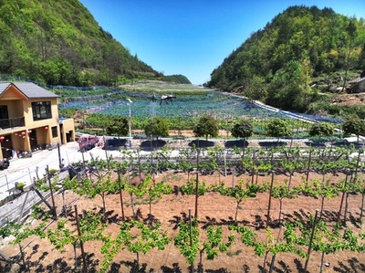 動画:ドローンを使った農薬散布でナシ栽培を効率化 中国湖北省