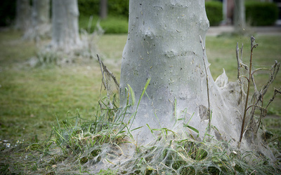 オランダで毒毛虫大発生、数百人が皮膚炎やぜんそく発作