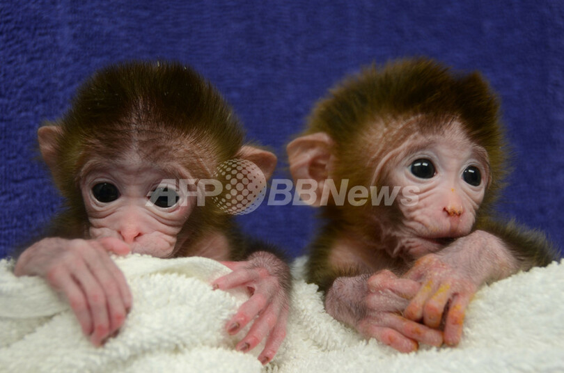世界初、「キメラ」サルの作製に成功 米研究