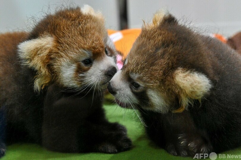 生後約2か月のレッサーパンダ2頭、元気に成長 横浜