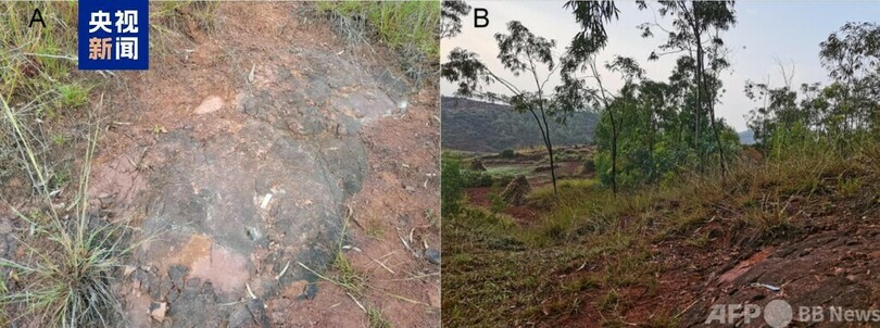 中国雲南省で新種の恐竜「金沙江元謀盗竜」を発見