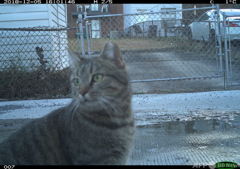 史上初、猫の生息数調査 米首都ワシントン