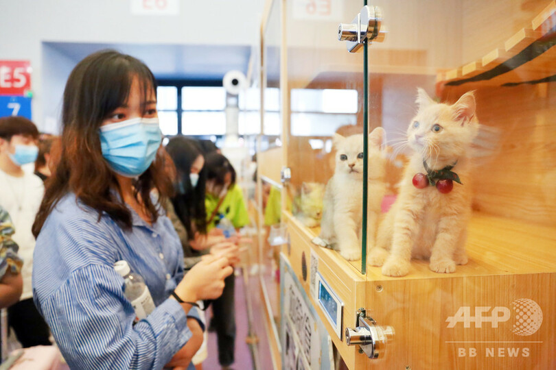 中国の「エア猫経済」 詐欺横行も