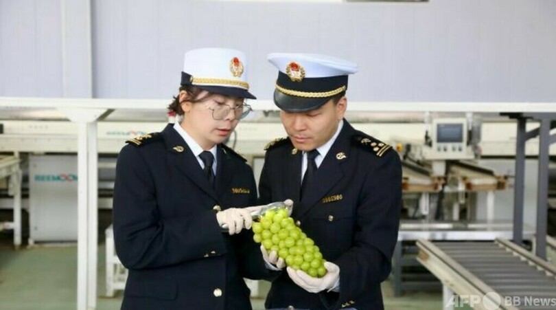 陝西産のブドウ、初めてカザフスタンへ輸出
