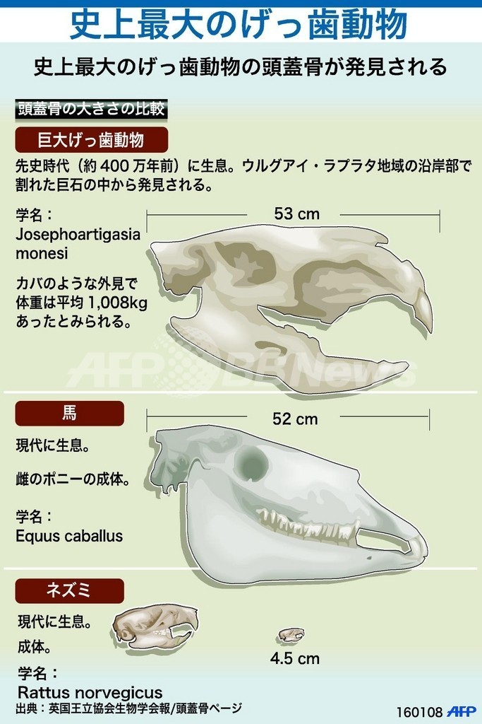 【図解】史上最大のげっ歯動物の頭蓋骨