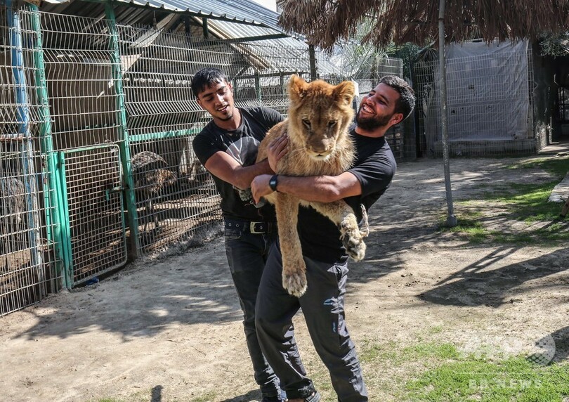 ライオンと触れ合えるガザ地区の動物園 爪を除去する行為に非難も 写真12枚 国際ニュース Afpbb News