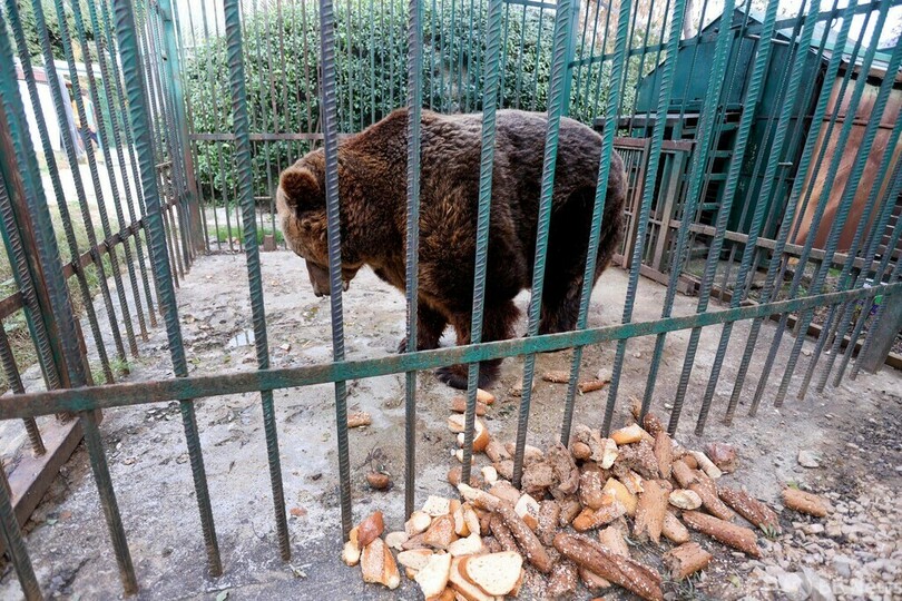 レストランで20年、客寄せのクマが保護区に引っ越し アルバニア