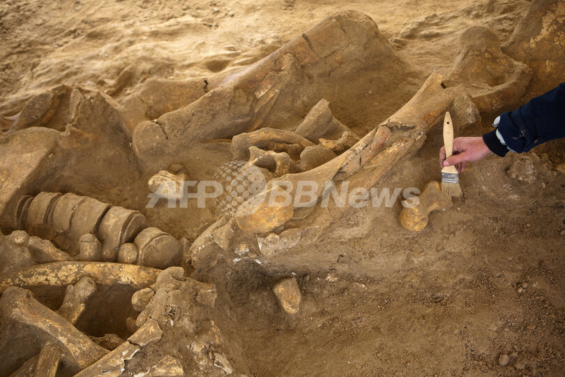 ほぼ完全なマンモスの骨格、仏パリ近郊で発掘