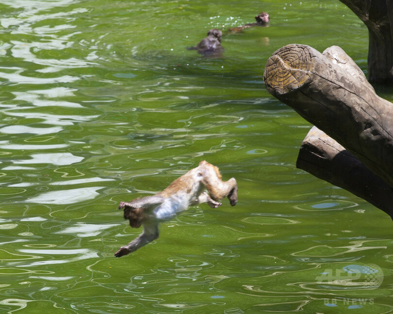水遊び？クーラーきいた部屋でごろ寝？ 南京の動物園に見る猛暑の過ごし方