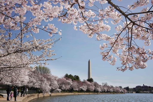 【写真特集】春到来 各地から桜の便り