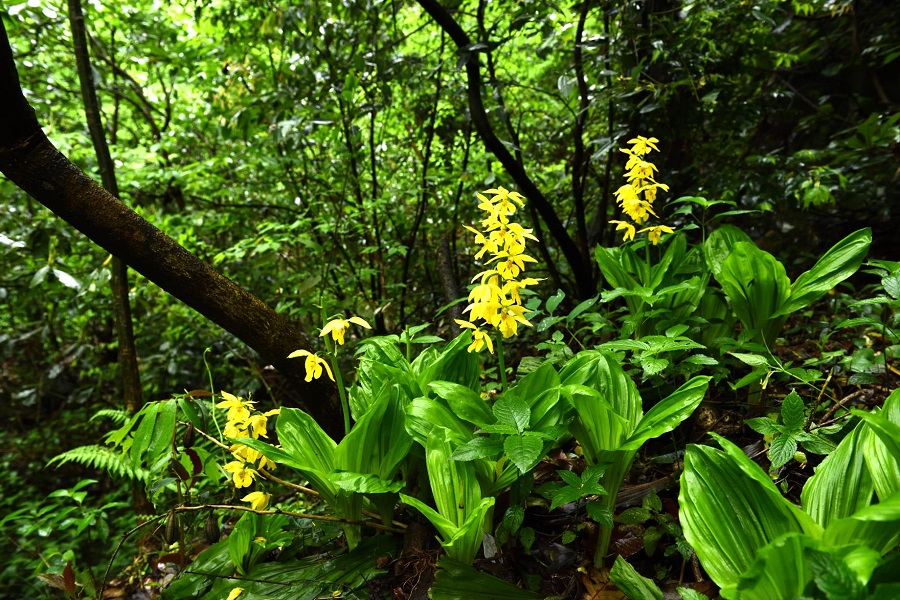 ラン科の希少植物を研究室で育成 江西省 写真5枚 国際ニュース Afpbb News