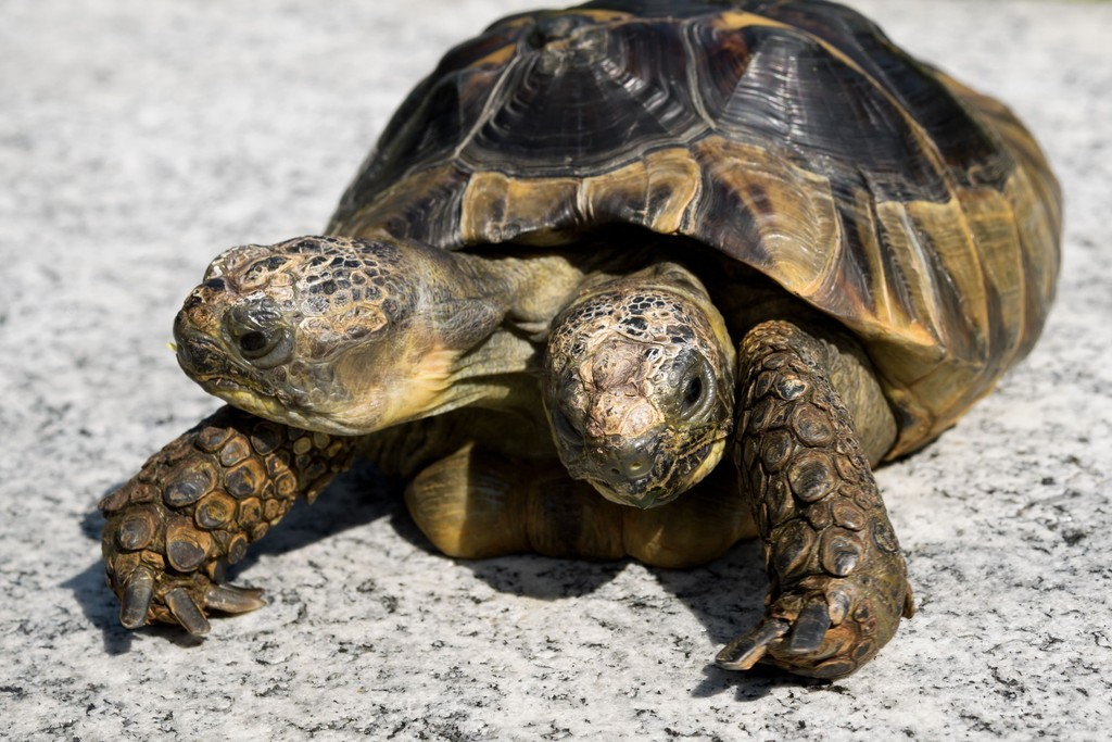 双頭のカメ 歳の誕生日 スイス 写真6枚 国際ニュース Afpbb News