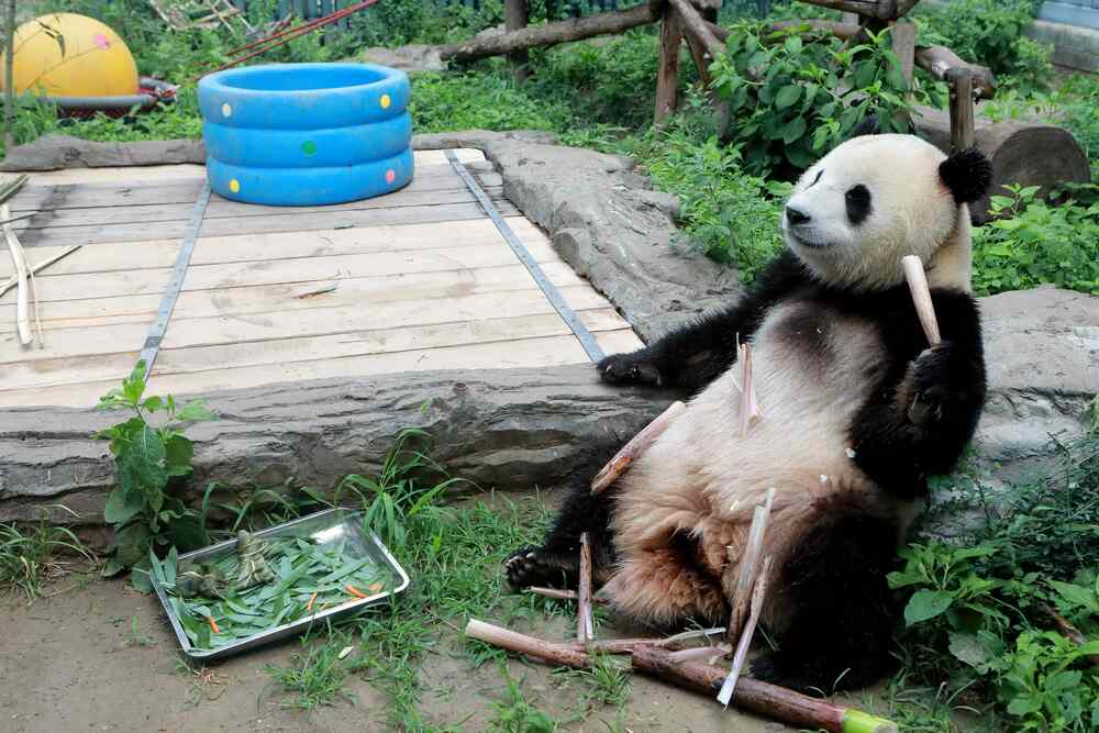北京動物園 ジャイアントパンダたちに特製ちまきを用意 写真6枚 国際ニュース Afpbb News
